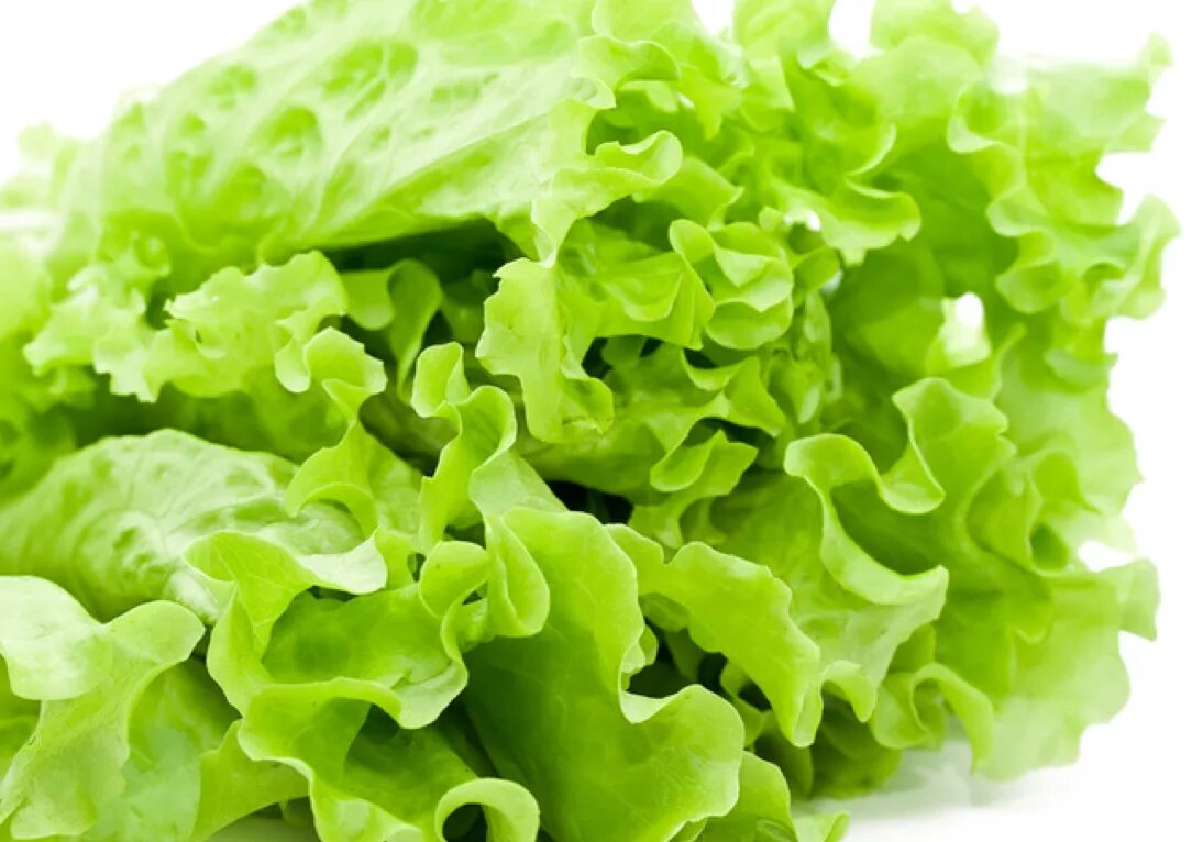 Салат какая почва. Фриллис латук Романо. Зелёный латук. Салатные листья латук. Салат латук, Кресс-салат.