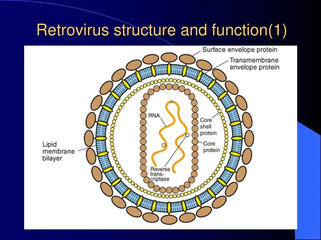 Lentivirus семейства Retroviridae. Семейство ретровирусы (Retroviridae). РНК вирусы ретровирусы. Retroviridae таксономия.