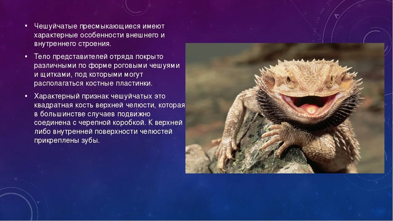 Интересный факт про пресмыкающихся. Характерные признаки чешуйчатых ящериц. представители чешуйчатых пресмыкающихся. интересные факты о рептилиях. интересные факты о пресмыкающихся.