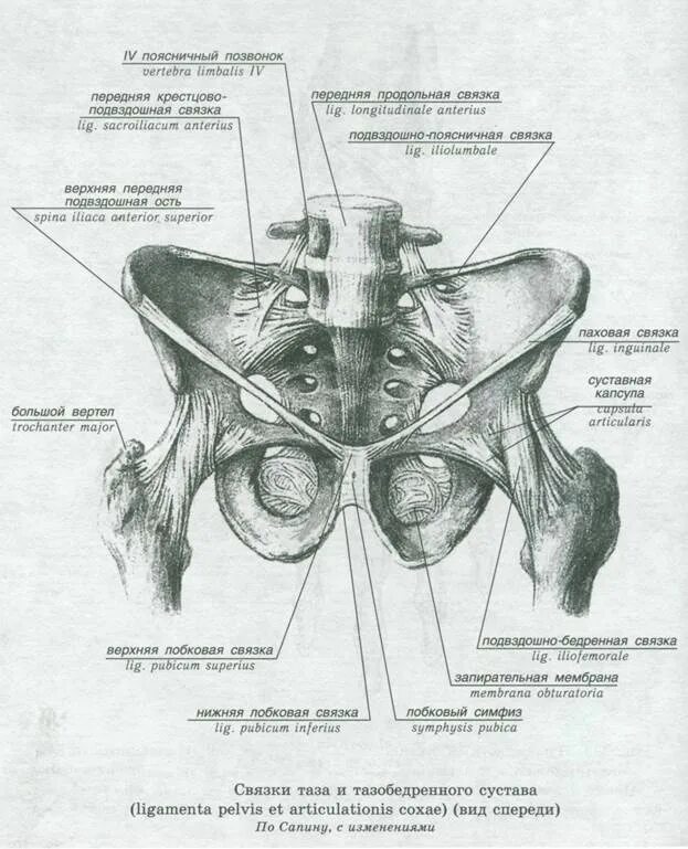 Соединение костей таза вид спереди. Соединение костей пояса нижней конечности вид спереди. Суставы и связки таза анатомия.