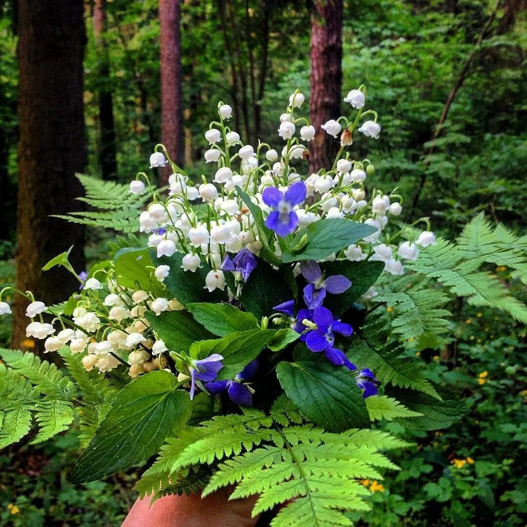 Фото лесных растений. Мелкие цветы в лесу. Лесные цветы черноземья. Лесная растительность. Июнь лес.