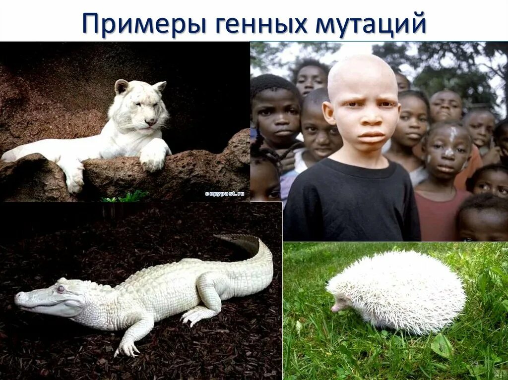 Сильные мутации. Приметы генной мутации. генетические мутации примеры. геномные мутации у животных.