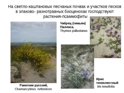 Псаммофиты примеры