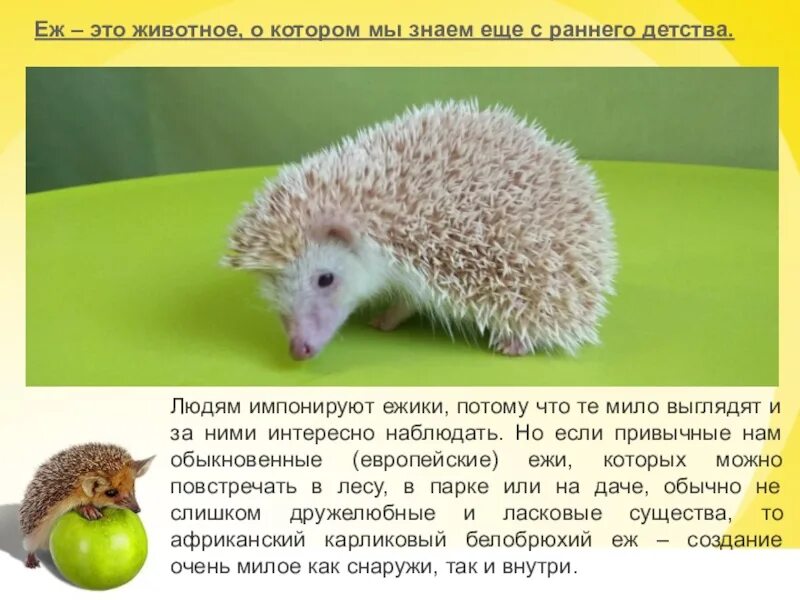 Еж это зверь потому что закончить. Ёж это зверь потому что. предложение о еже. еж предложение. предложение про ежика 1 класс.
