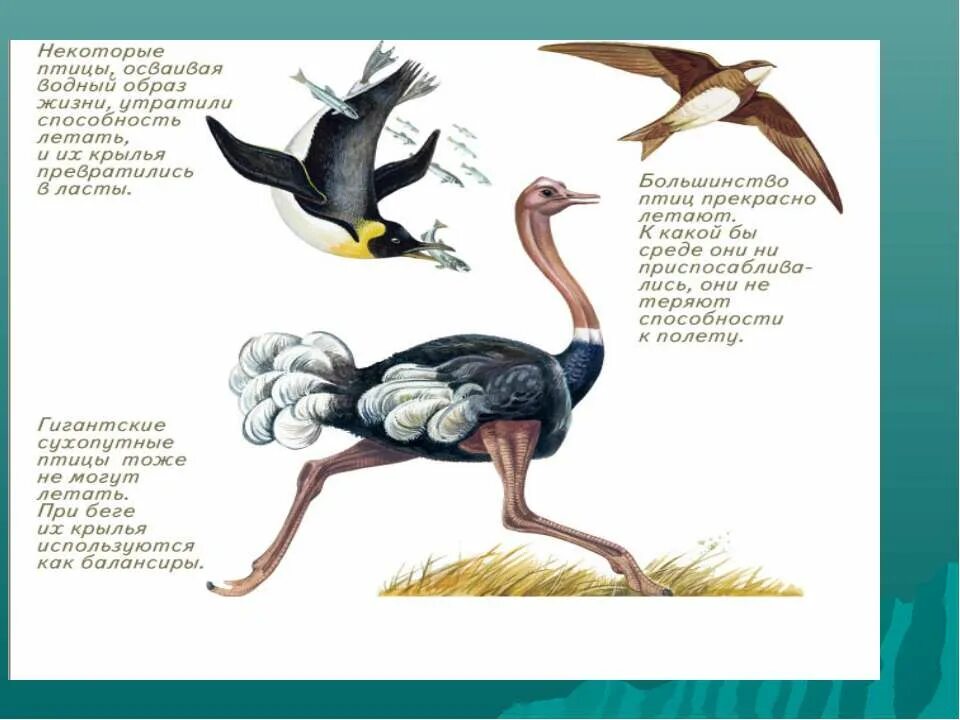 Презентация особенности строения и процессов жизнедеятельности птиц. Какие птицы освоили Водный образ жизни. Какие особенности строения птиц помогают им летать. Какую среду не освоили птицы?. Внешнее строение птицы рисунок с подписями.