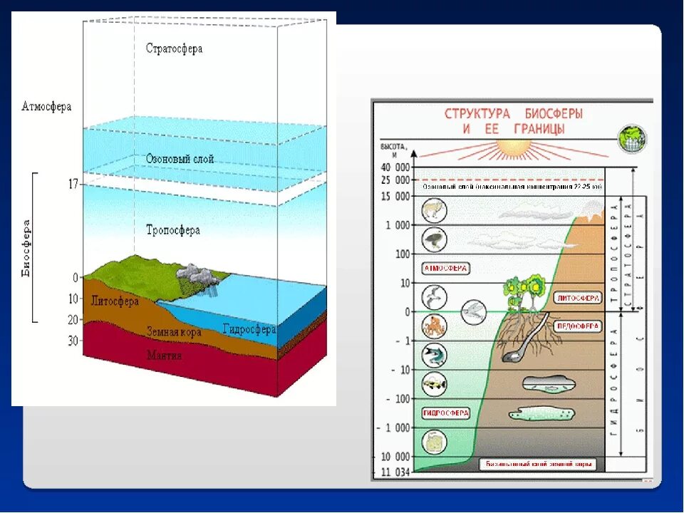 Атмосфера возникла позже биосферы. Биосфера строение биосферы. Строение биосферы земли. Рис 103 границы биосферы. Литосфера атмосфера гидросфера Биосфера стратосфера.