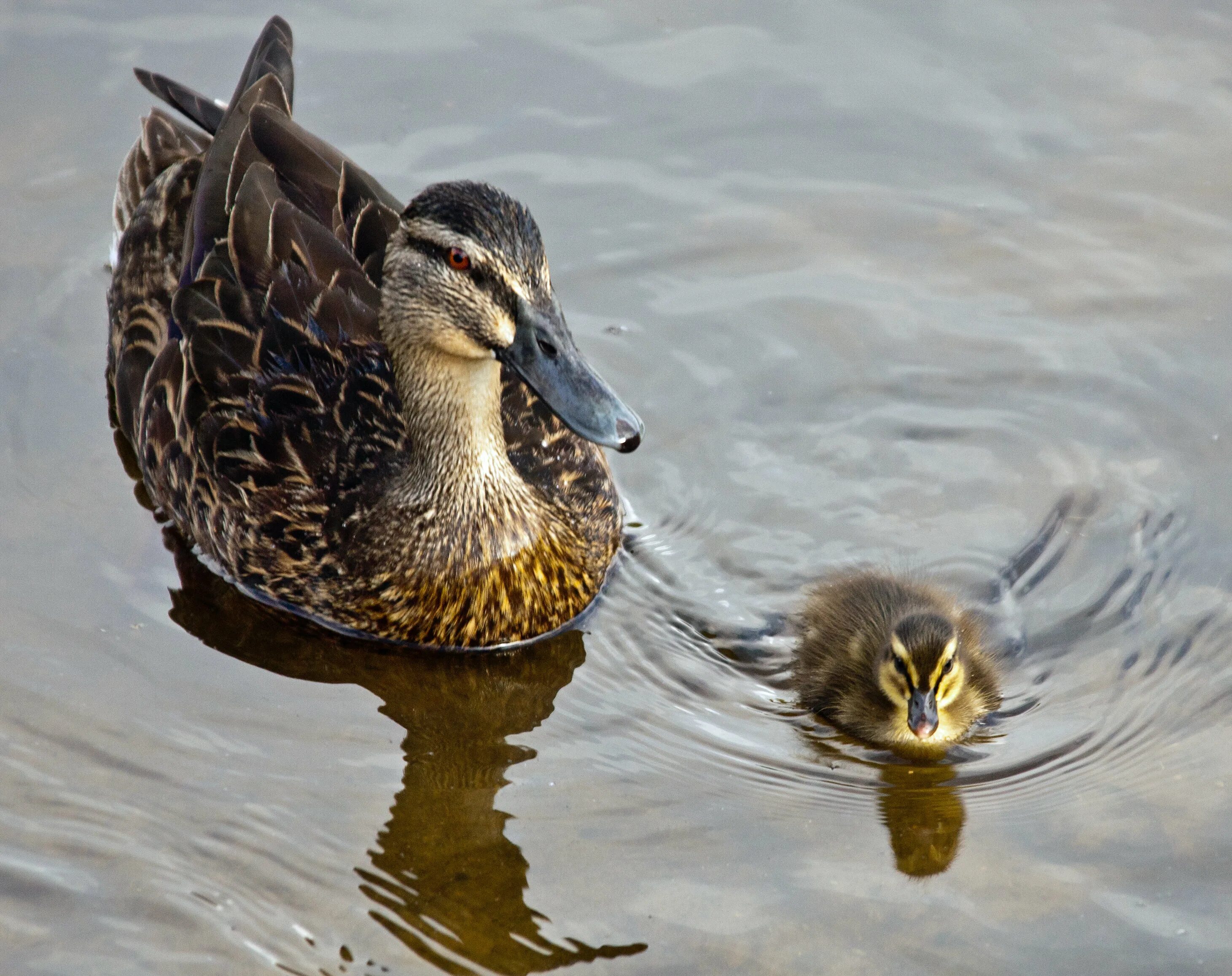 Ducks роли