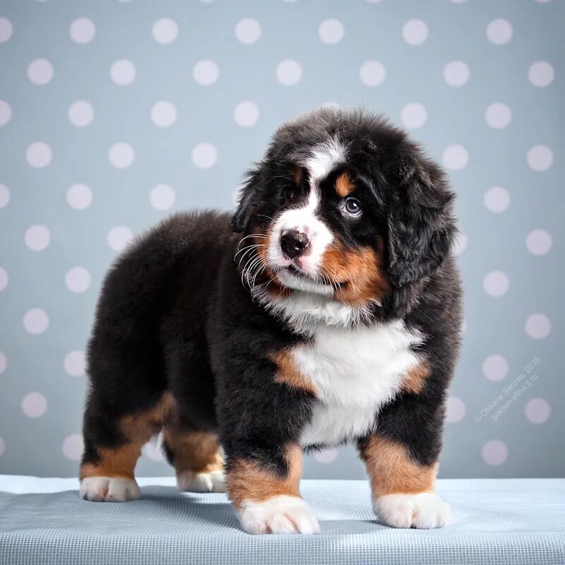 Berner Sennenhunds from Yaroslavl, Russia