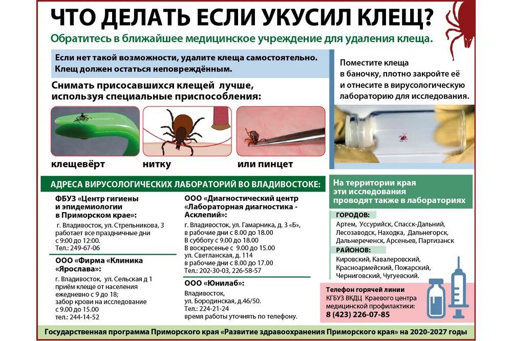 Какие симптомы при клещах. Как выглядит клещ когда он укусил. Что слелать если укусил клещ. Чтотделать если укустл клещ. Что делает если укучил клещ.