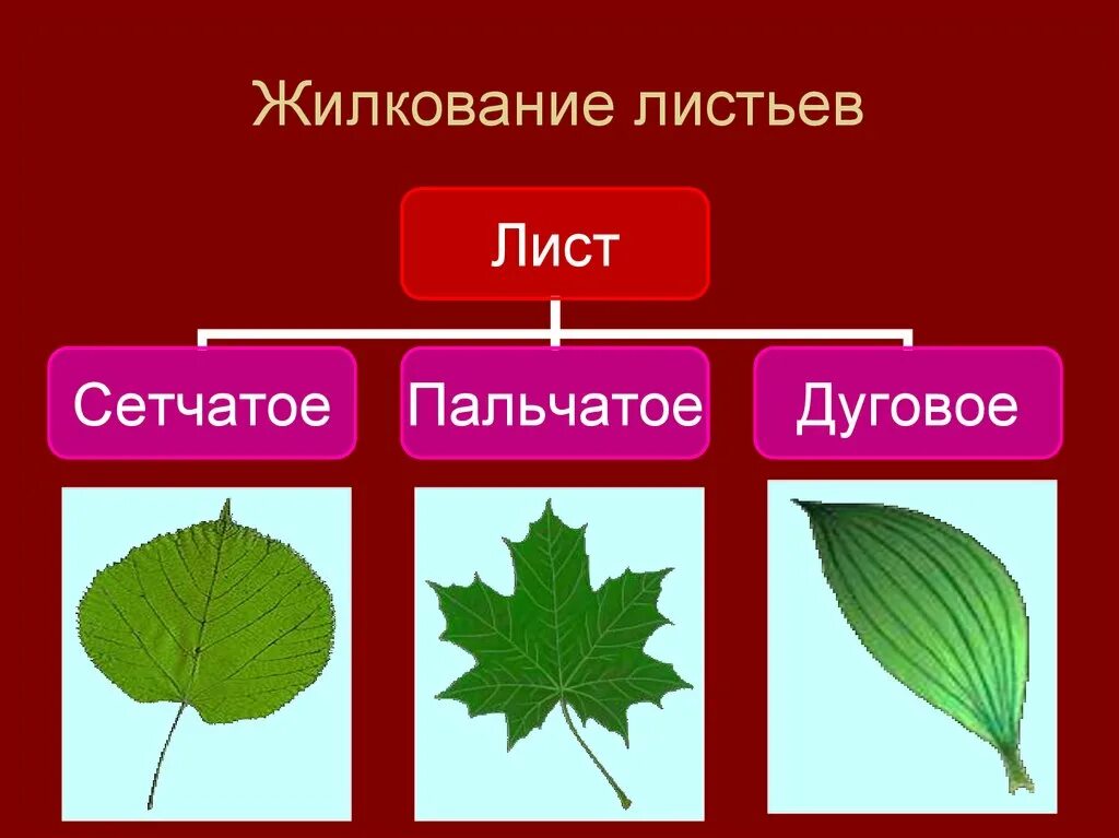 Сетчатое жилкование имеют. Типы жилкования листьев сетчатое. Типы жилкования листьев пальчатое. Перистое жилкование. Сетчатое и пальчатое жилкование листьев.