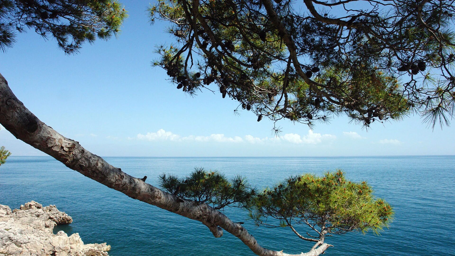 Хорватия Пицундская сосна и море. Пицундская сосна в Геленджике. Черноморское побережье пицундские сосны. Море сосны. Чинара на скале