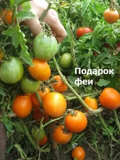 Томат фея