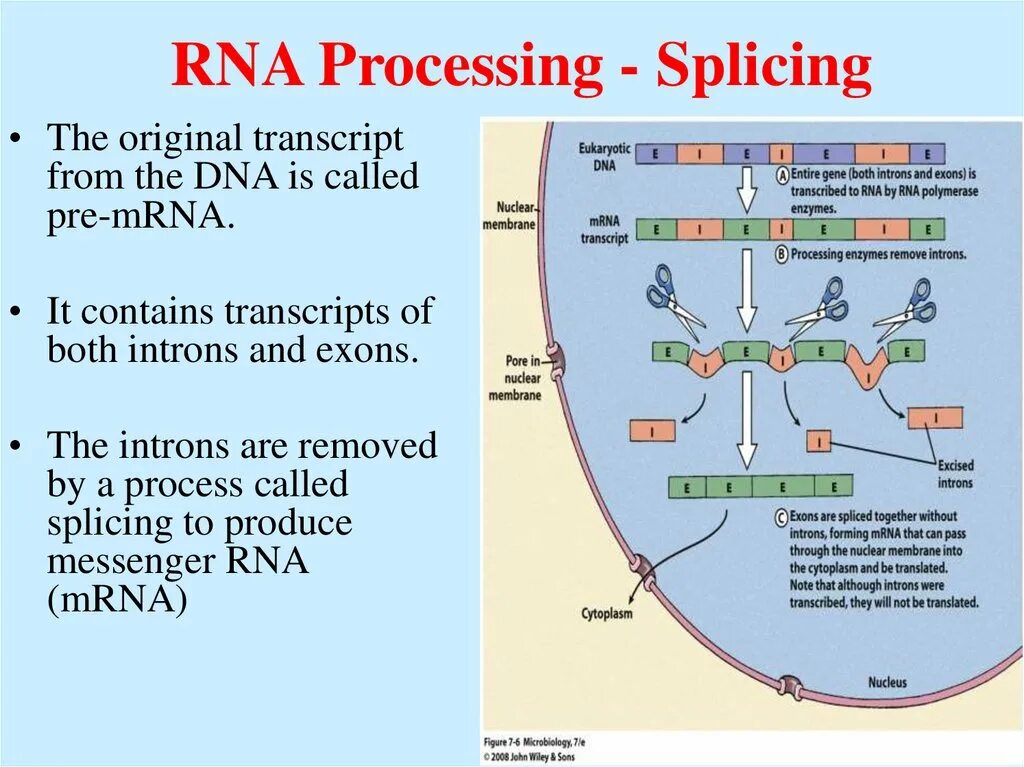 RNA processing and Splicing. Процессинг и сплайсинг. Splicing process. Сплайсинг РНК.