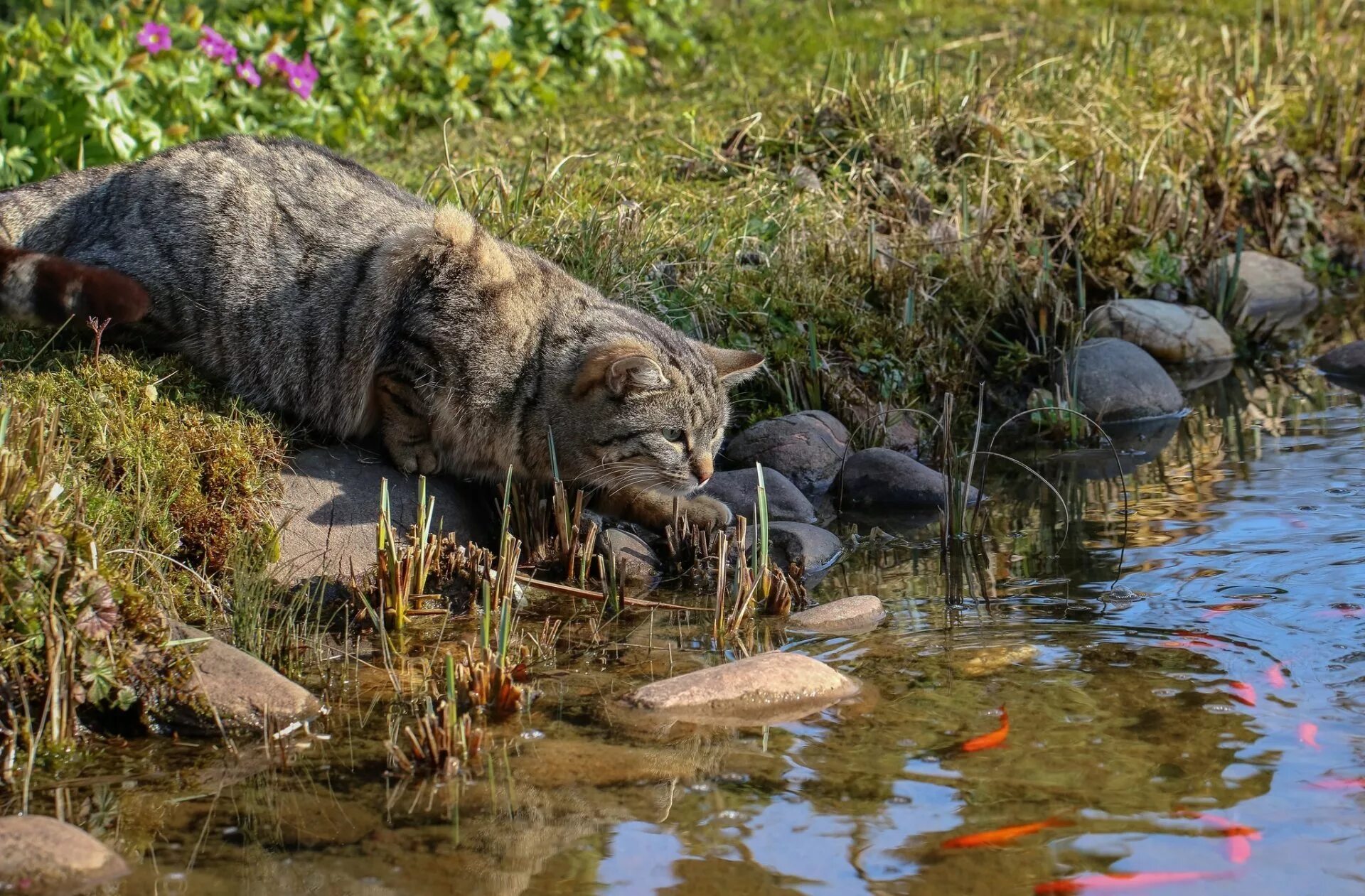 Кошка на охоте. Кошка на природе. Кот на рыбалке. Коты у реки. Кошки в озерах