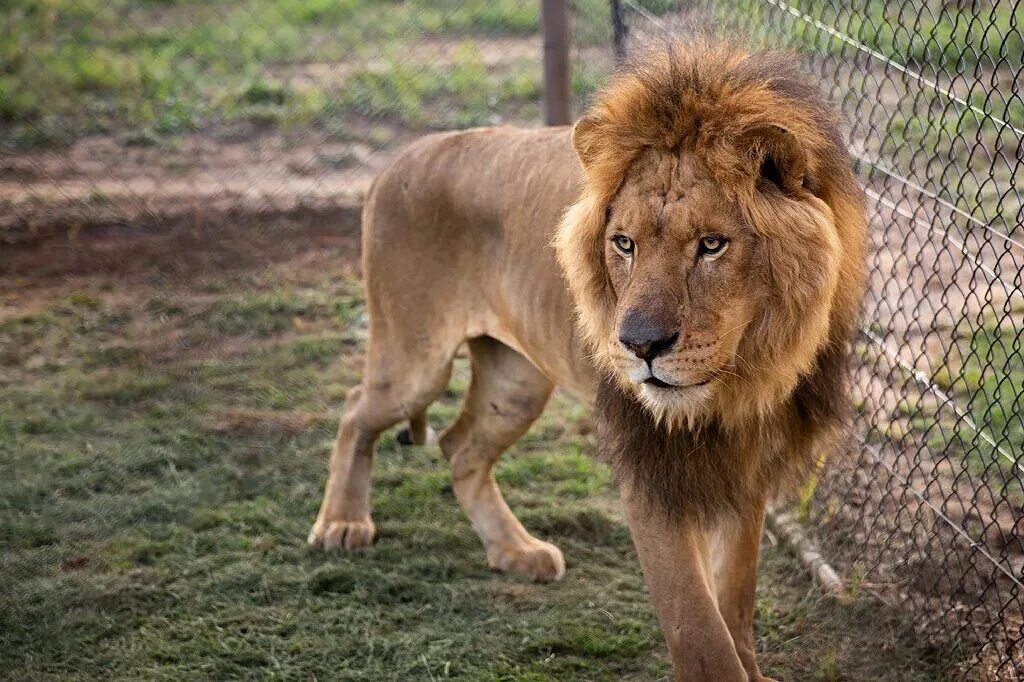 Лев 1993. Lion Paw. Lion body. Lion body Parts. Big Lion Paw.