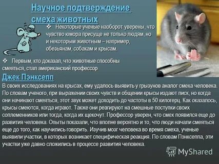 Крыса хрюкающие звуки