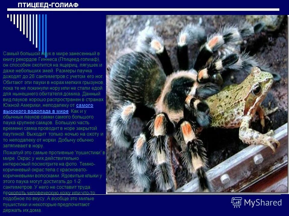 южнорусский тарантул паукообразные. паук птицеед доклад. паук птицеед описание. паук птицеед презентация. сообщение паук птицеяд.