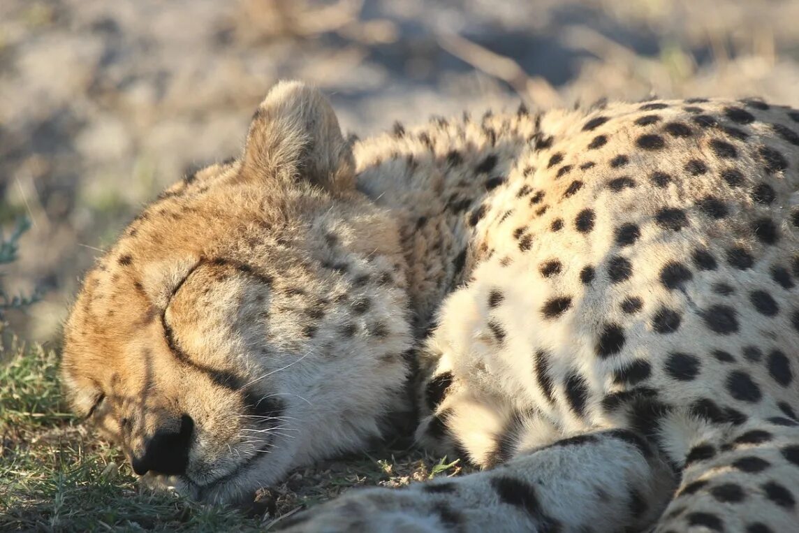 Илийская пищуха. Ili pika (илийская пищуха). Илийская пищуха волшебный кролик. Жилище зайца. Волшебный кролик пищуха.