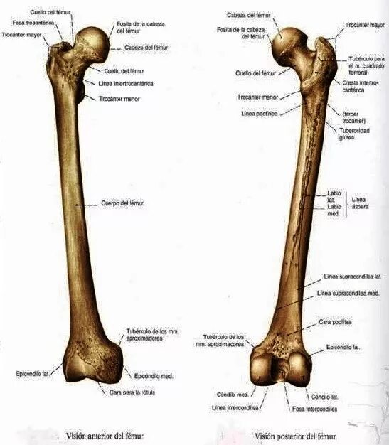 Бедренная кость анатомия строение. Строение бедренной кости анатомия. Вертельная ямка бедренной кости. Бедренная кость 61мм.