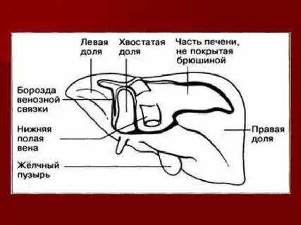 Левая борозда