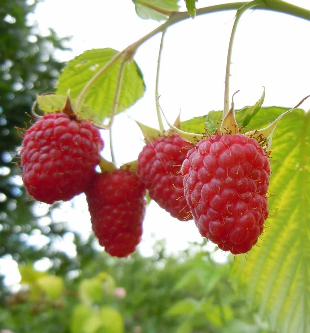 Плод растения малины. Малина обыкновенная (rubus idaeus). малина обыкновенная rúbus idáeus. малина красная обыкновенная. плод малины многокостянка.