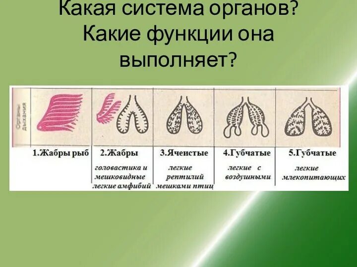 Схема строения органов дыхательной системы. Легкие это какая система. Легкие это какая система. Строение легких анатомия. Легкие человека вид сбоку.