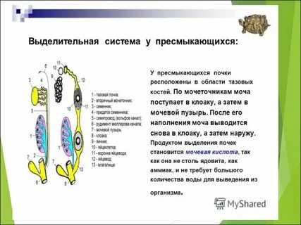 Тип простейшие выделительная система