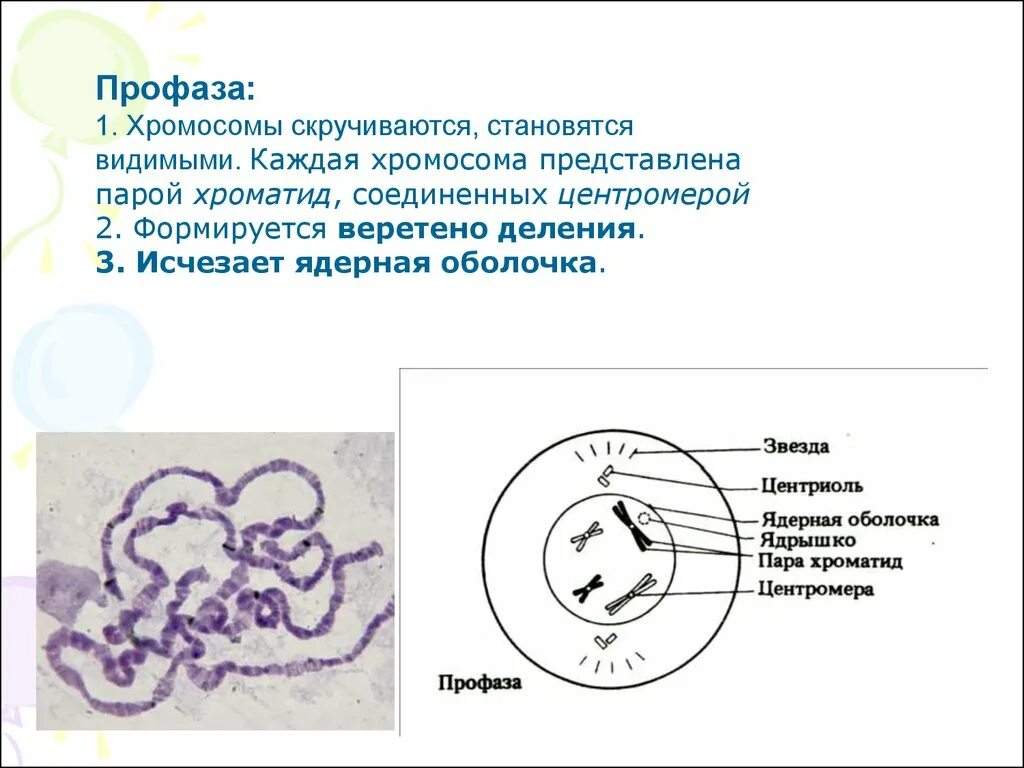 Профаза 1 хромосомы. Профаза хромосомы ядерная мембрана. Хромосомы хроматиды в профаза. Профаза рисунок.