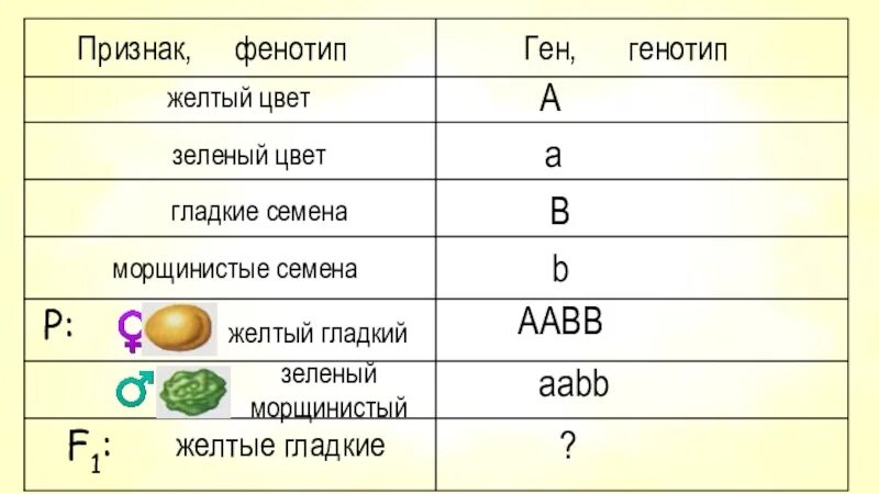 Генотип гороха с желтыми морщинистыми семенами. AABB X AABB генотип и фенотип. Зеленый цвет гороха генотип. Фенотипы жёлтый гладкий.