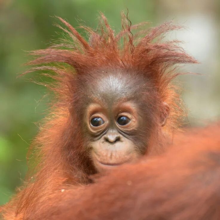 BBC Two - Orangutan Diary