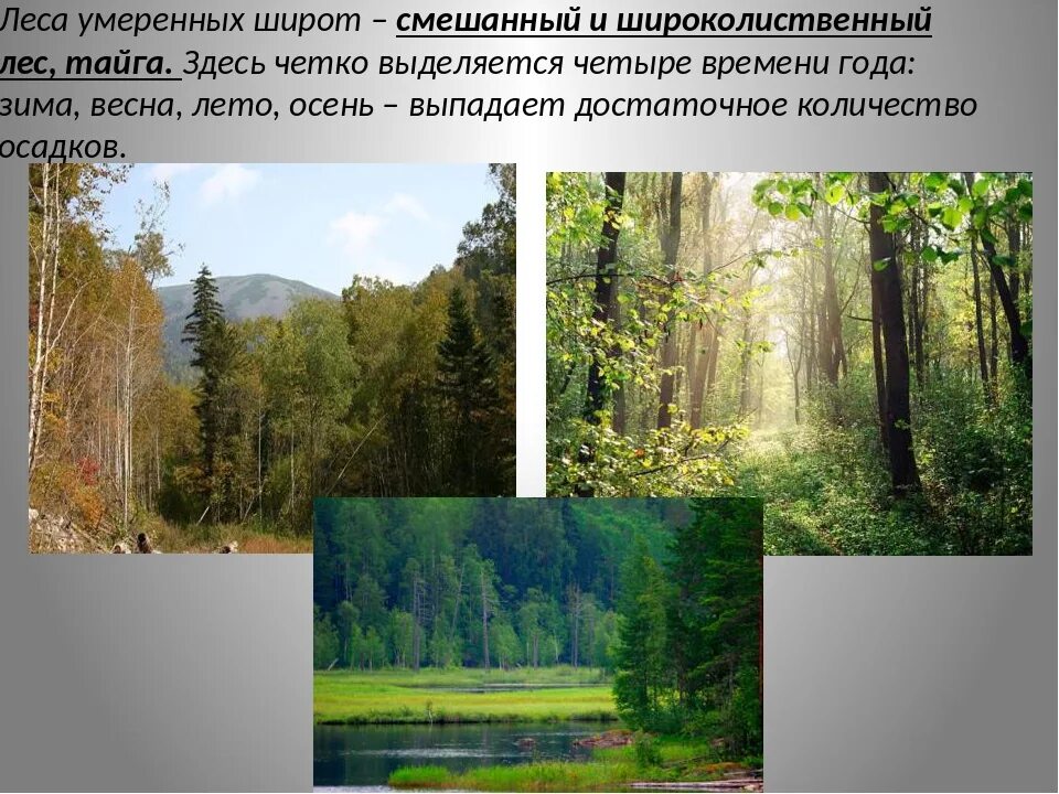 Кол во осадков в тайге. Широколиственный лес лес природная зона. Зона лесов смешанные широколиственные. Зона зона смешанных и широколиственных лесов России. Тайга и широколиственные леса.