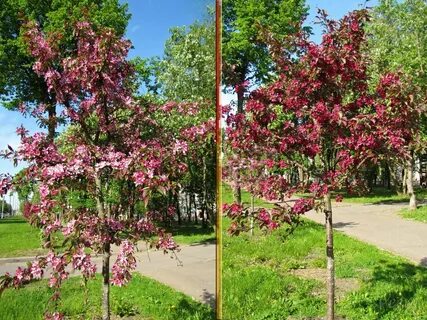 Современные яблони