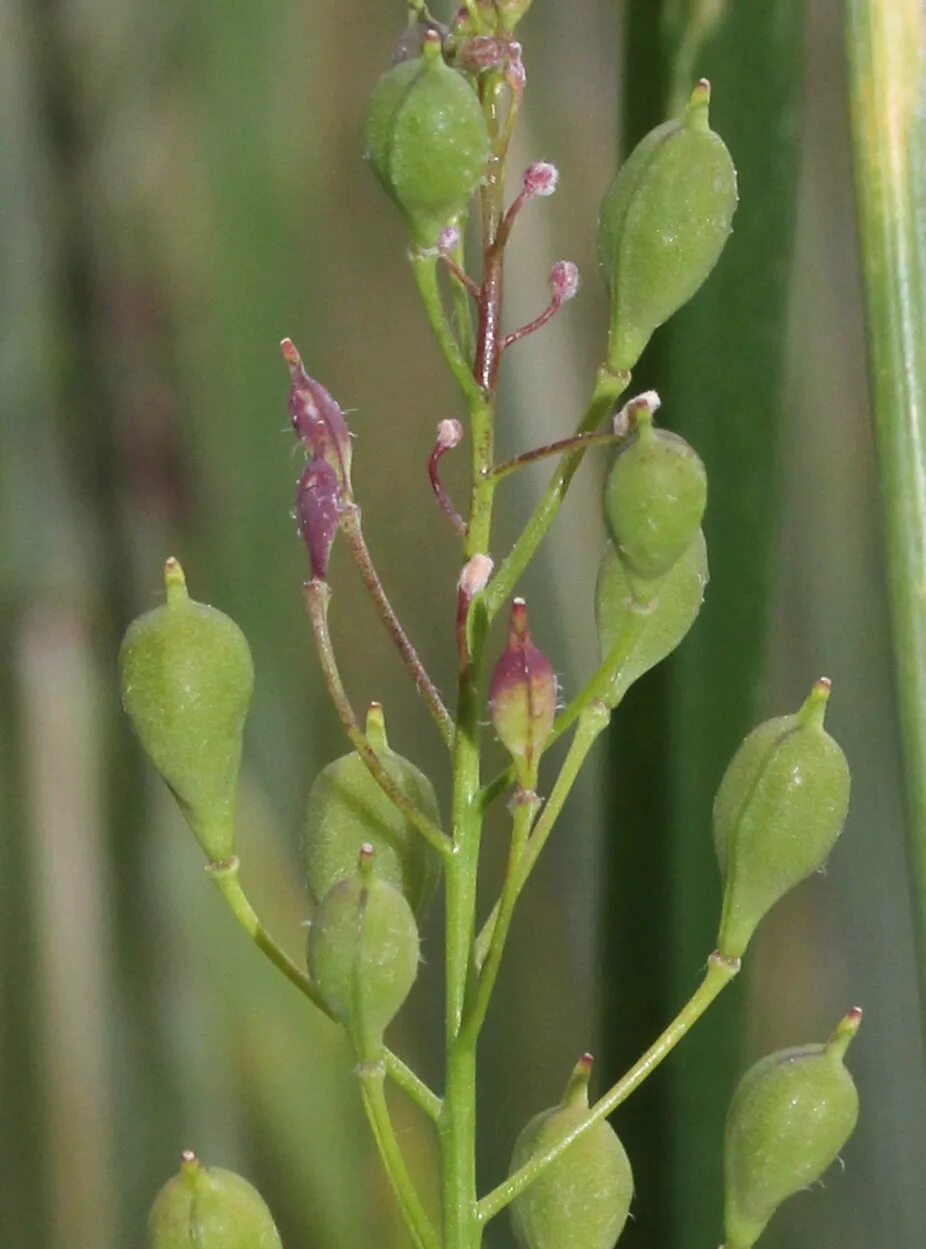 Рыжика посевного (Camelina Sativa),. Camelina Рыжик. Camelina microcarpa. Камелина Рыжик посевной. Цветок рыжик