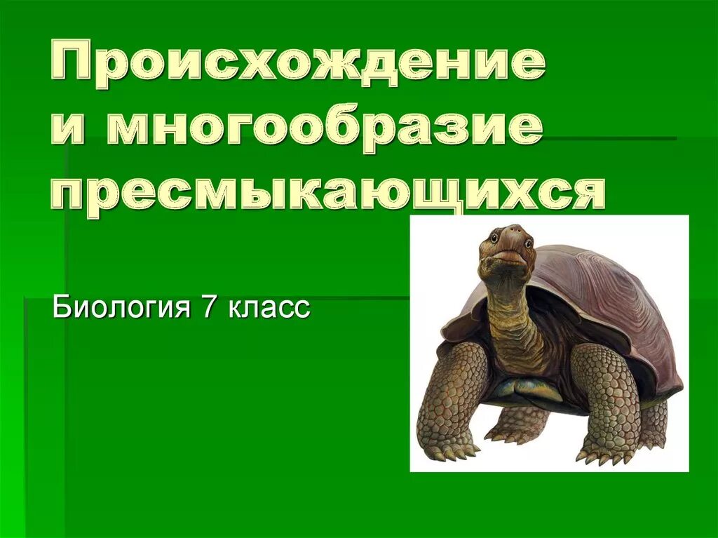 Самостоятельная работа по пресмыкающимся. Разнообразие рептилий. Класс пресмыкающиеся. Разнообразие пресмыкающихся. Происхождение и многообразие пресмыкающихся.