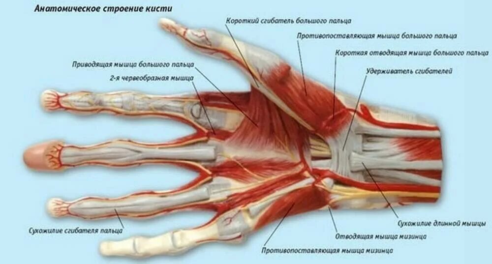 Сколько заживает сухожилие. Анатомия кисти руки человека сухожилия и связки. Мышцы лучезапястного сустава анатомия. Кисть руки анатомия строение мышц. Сгибатели пальцев кисти анатомия.