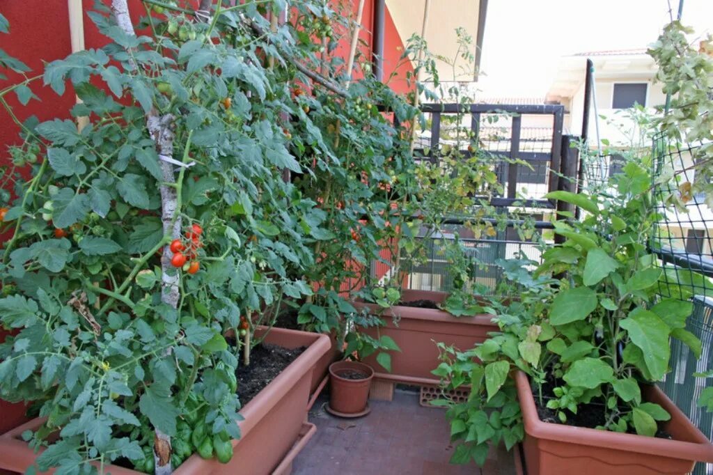 Выращивание помидоров для начинающих. Балконные томаты на грядке. Помидоры в вазонах. Горшки для помидоров на балконе. Помидоры в контейнерах.