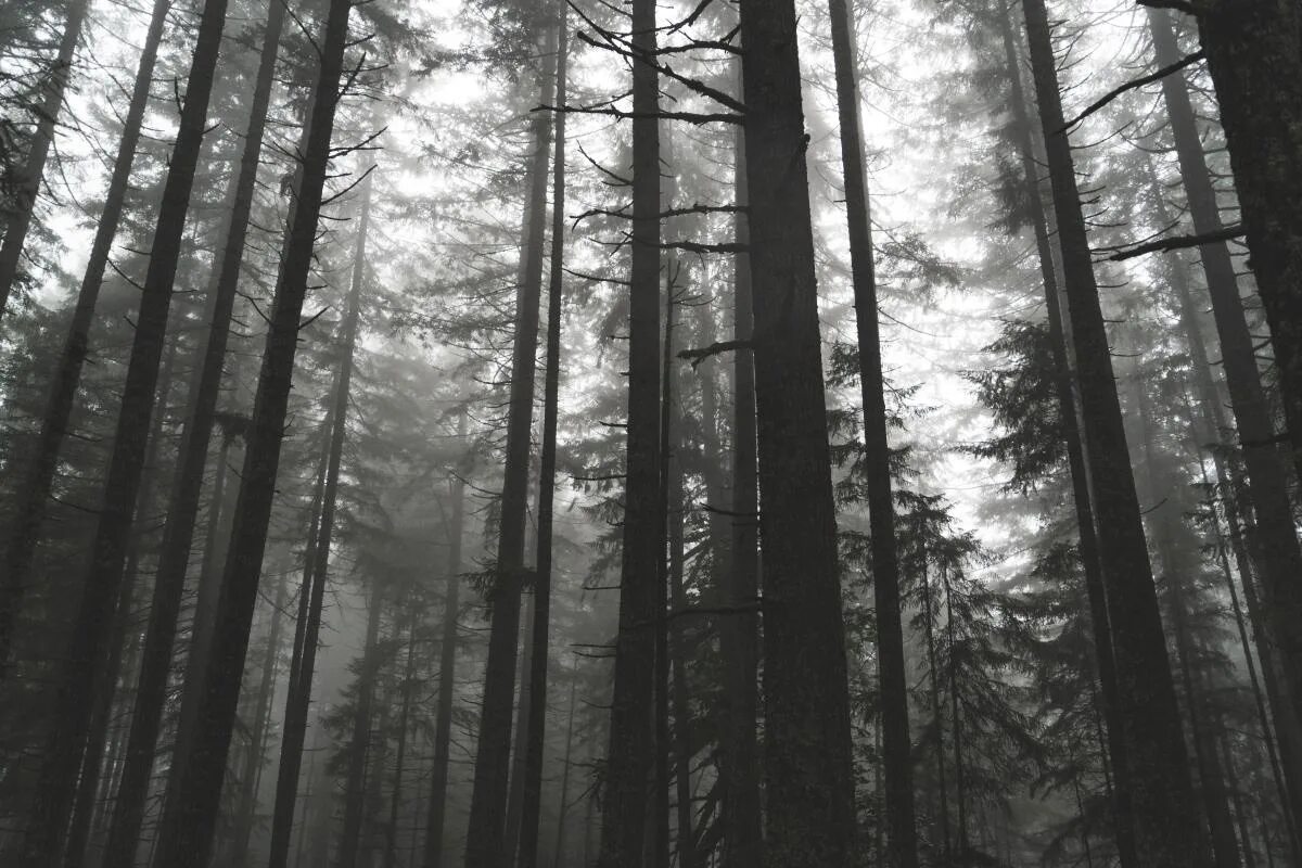 Between the trees