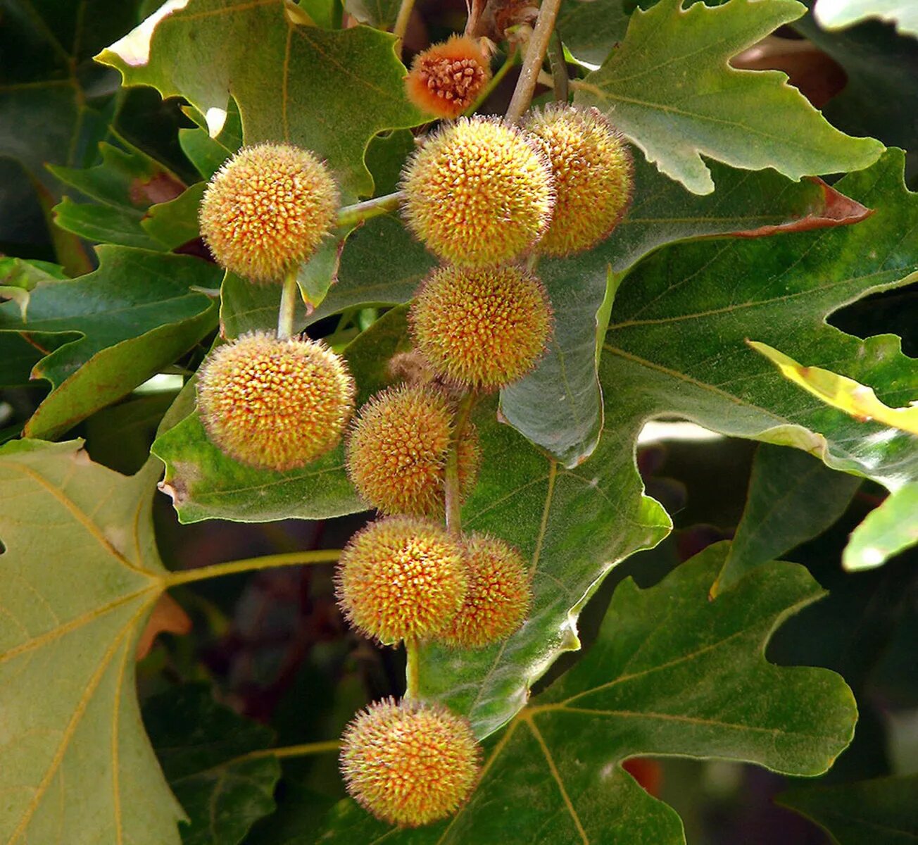 Платан плоды. Платан кленолистный листья. платан восточный (чинара) platanus orientalis. платан восточный (чинар). платан чинара дерево.