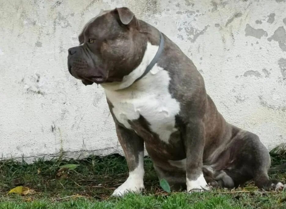 Bullies usually get along well with them, but there are exceptions. Some young m