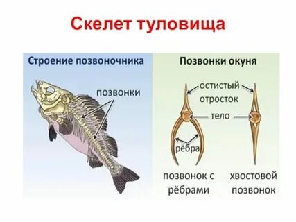 Черепные позвоночные