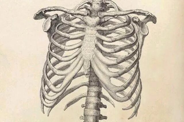 Грудная клетка анатомия 10 ребро. Ребра мужчины. Скелет человека ребра мужчины. Скелет ребер мужчины.