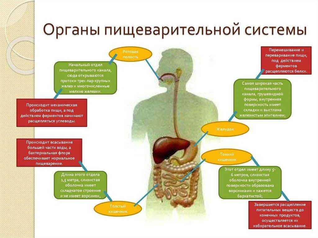 Где переваривается белок. Отделы пищеварительной системы человека схема. Функции переднего отдела пищеварительной системы. Система органов пищеварения + пищеварительные железы. Функции пищеварительной системы человека анатомия.