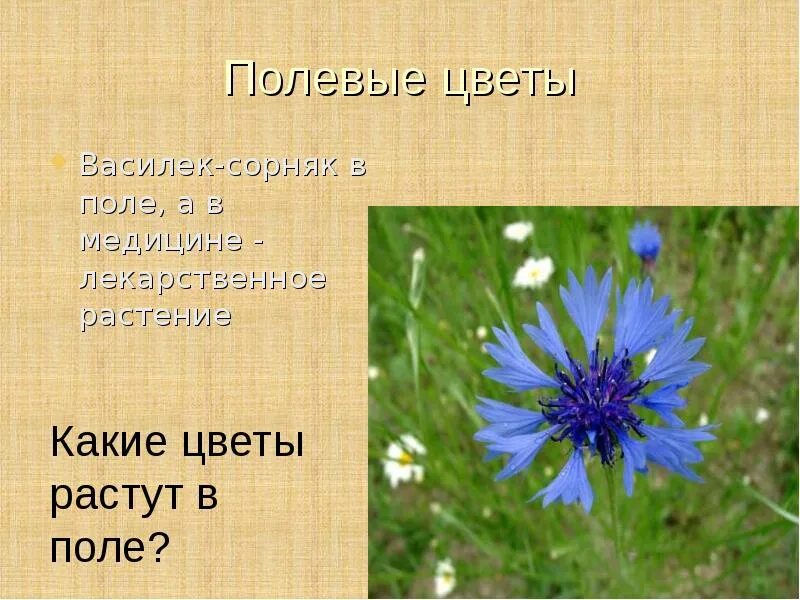 Сообщение о полевых цветах. Предложение про Василек. Интересные факты про Василек. Василек цветок фото и описание