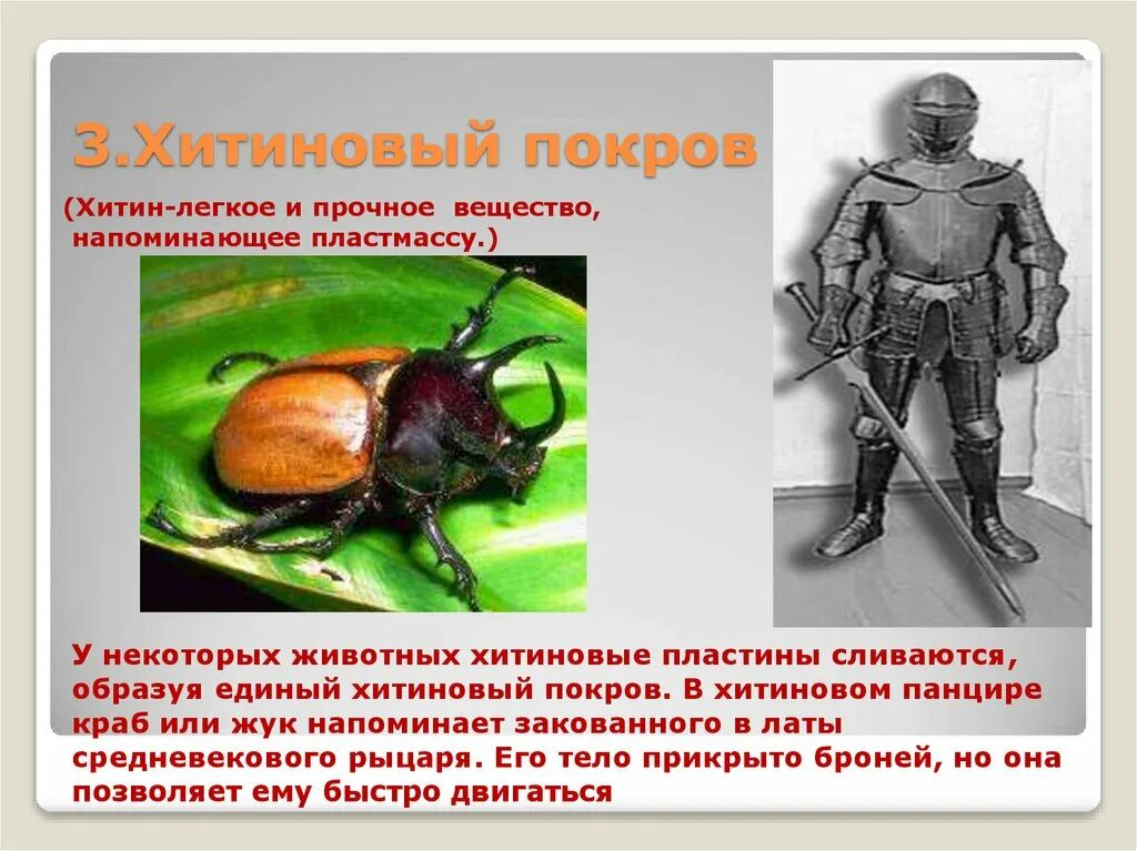 Хитиновый покров тип адаптации. Хитиновый покров тип адаптации