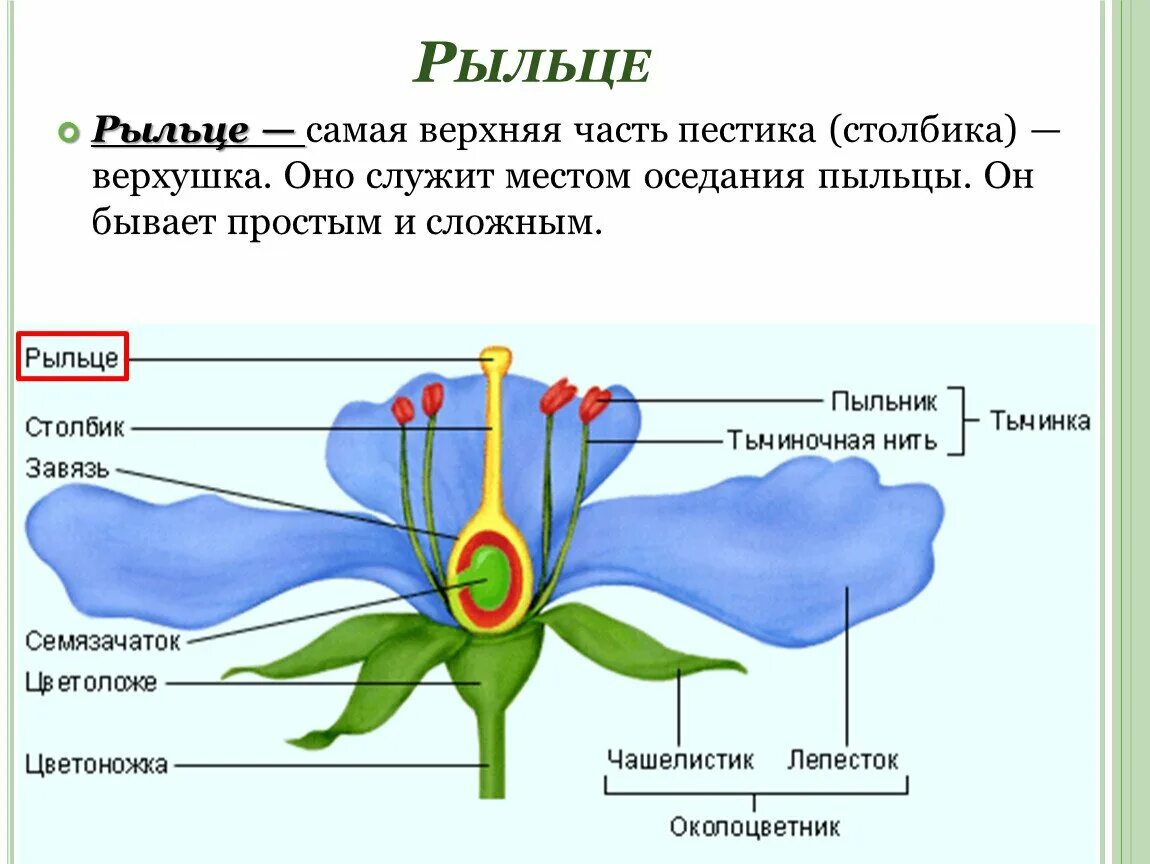 Какую функцию в цветке выполняет завязь впр. Цветок орган семенного размножения. биология 6 класс рыльце завязь. строение завязи цветка 6 класс. строение завязи пестика.
