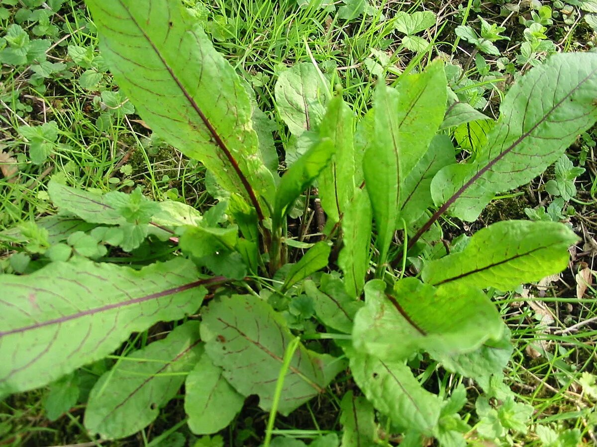 Щавель женский орган. Щавель курчавый (Rumex crispus). Щавель ложносолончаковый. Щавель Северный. Щавель Лесной Уральский.