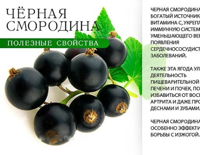 Бузина черная характеристика растения. Чем полезна смородина черная для организма. Рябина черноплодная черная. Свойства и противопоказания черного. Свойства и противопоказания черного.