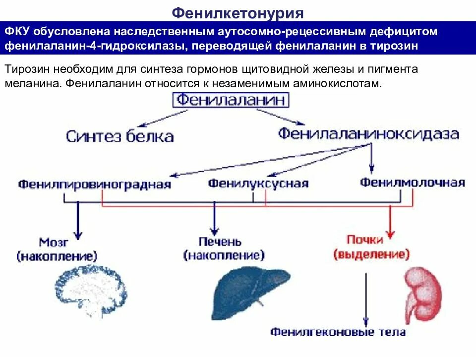 Наследственные и врожденные заболевания. Наследственные и врожденные заболевания новорожденных презентация. Фенилкетонурия обусловлена. Наследственные заболевания новорожденных. Рецессивные наследственные болезни