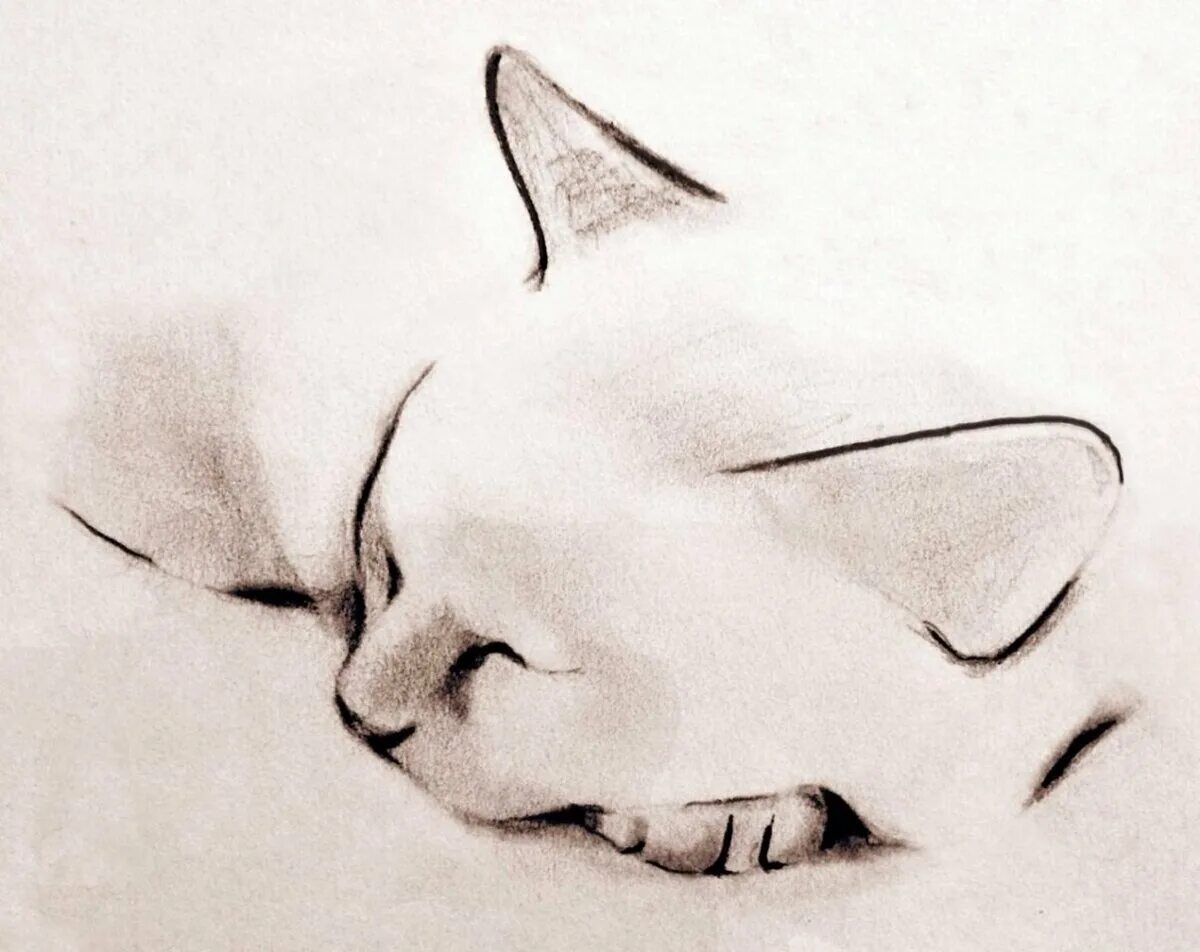 Котик карандашом легко. Художник kellas campbell. kellas campbell кошки. kellas campbell картины. кошка рисунок карандашом.