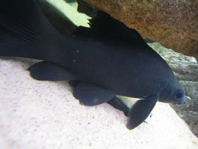 Черная рыба 6 букв. Лабео черный морулис. Лабео черный (морулиус). Лабео монах. Лабео черный монах.